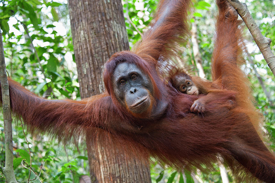 Orangutan Mother And Baby Photograph by Suzi Eszterhas