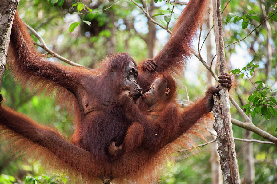 Orangutan Mother Feeding Baby Photograph by Suzi Eszterhas