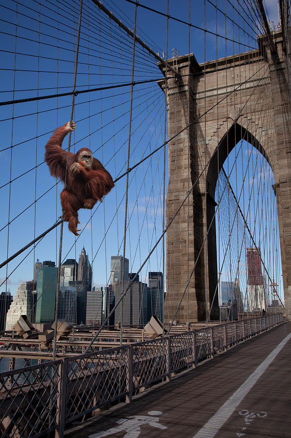 Orangutan On Brooklyn Bridge Photograph by Thomas Jackson