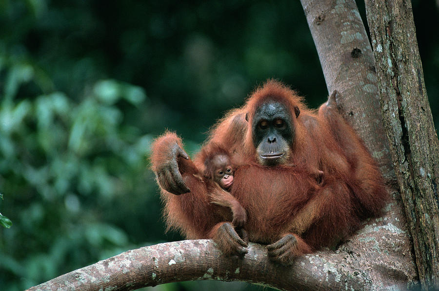 Orangutan Pongo Pygmaeus And Baby Photograph by Anup Shah