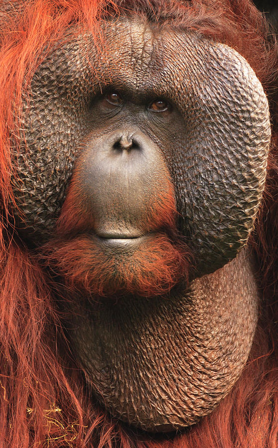 Orangutan Portrait Photograph by Bas Meelker Photography