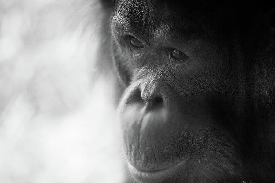Orangutan Portrait Photograph by Brandon Hoover - Javajive Photography