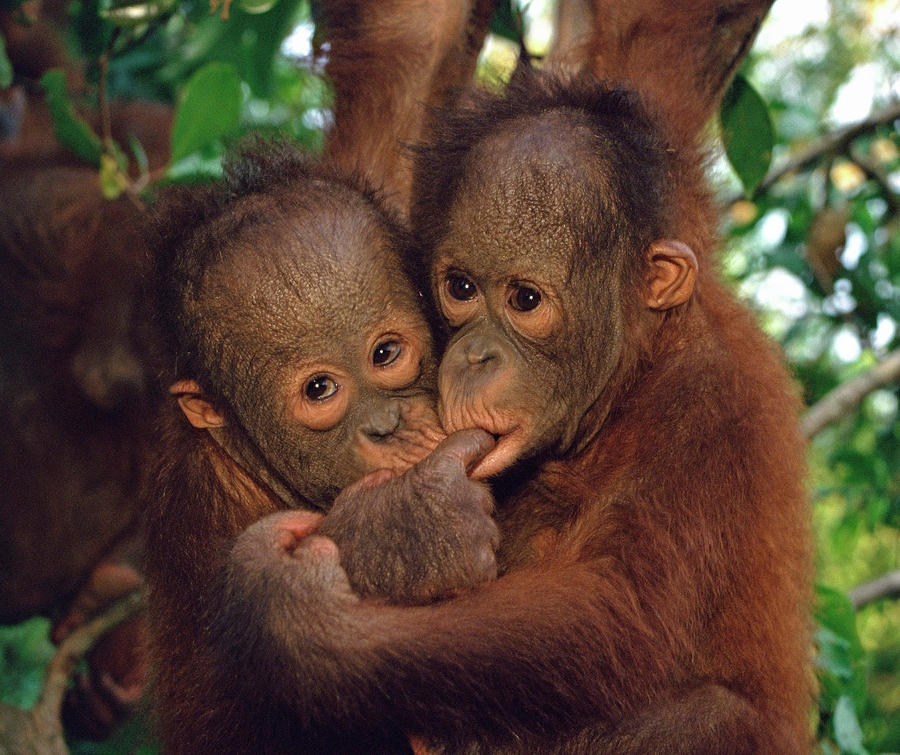 Orangutan Pygmaeus Pygmaeus Young Photograph by Nhpa Orangutan Pygmaeus Pygmaeus Young Photograph by Nhpa