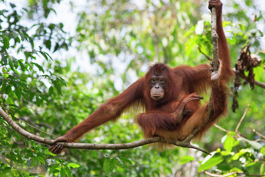 Orangutan Resting In Tree Photograph by Suzi Eszterhas