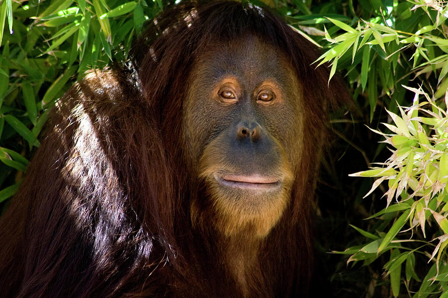 Orangutan Shade Photograph by Dansin