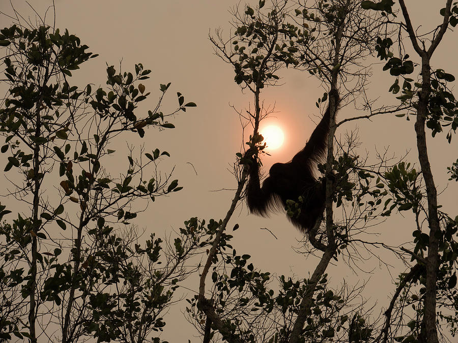 Orangutan Silhoutted In Haze Photograph by Gerry Ellis