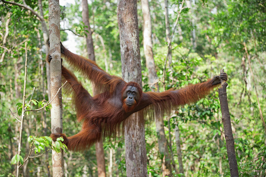 Orangutan Stretching Photograph by Suzi Eszterhas