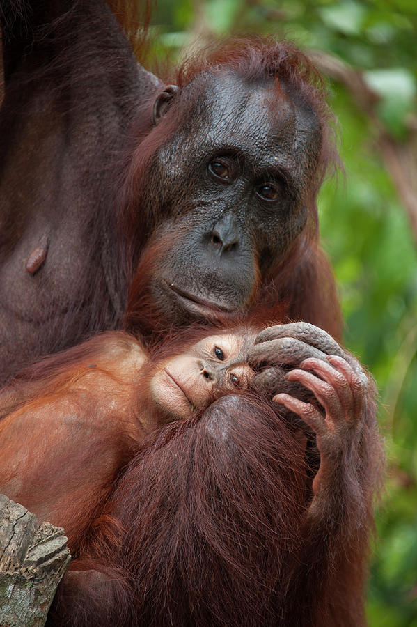 Orangutan Tenderly Holds Baby Photograph by Suzi Eszterhas