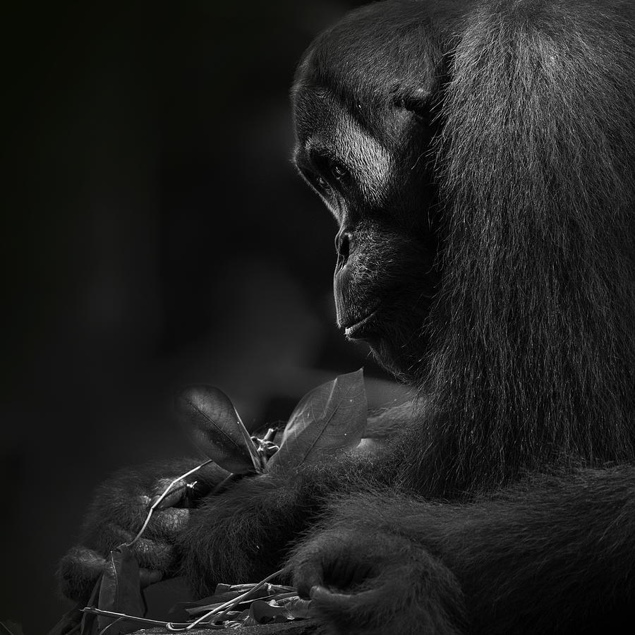 Orangutan Photograph by Twee Liang Wong