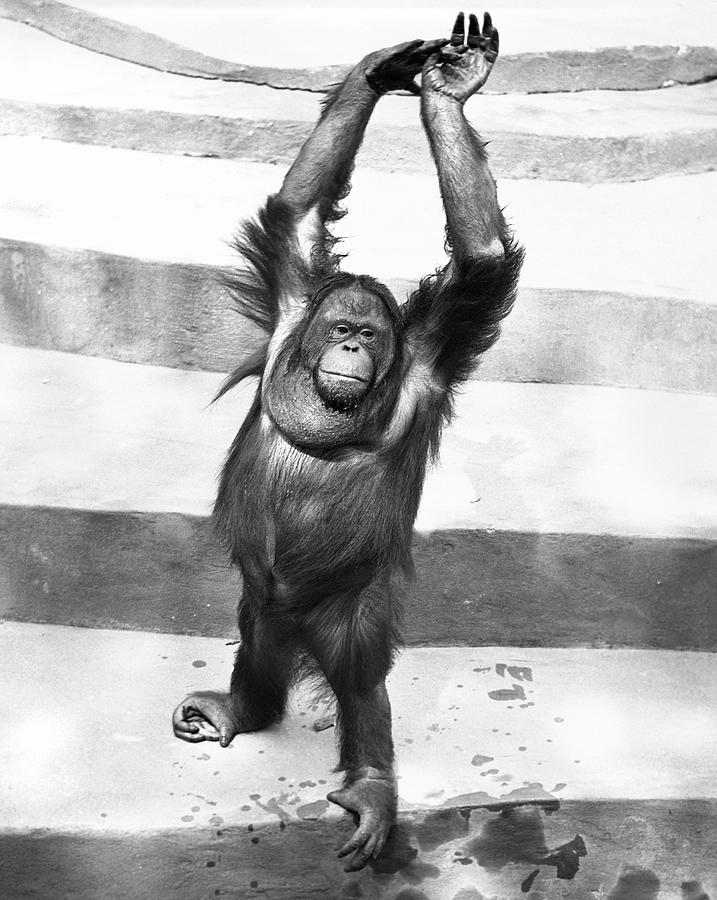 Orangutan Warms Up Photograph by George Marks