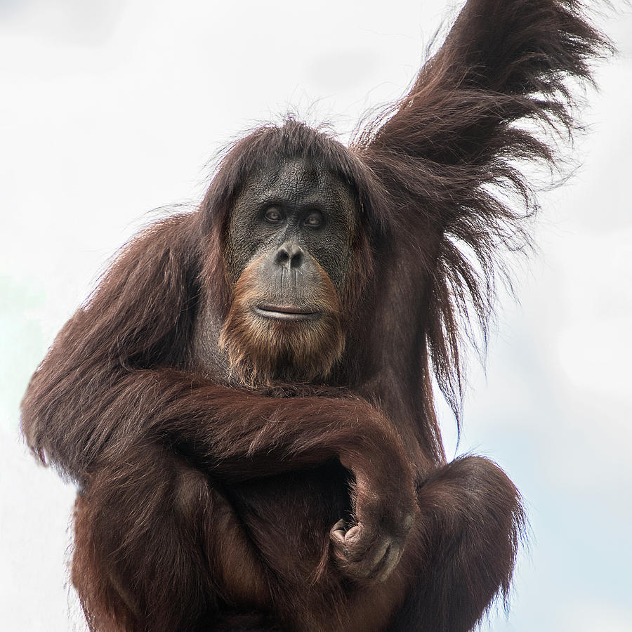 Orangutang Photograph by Gordon Ripley