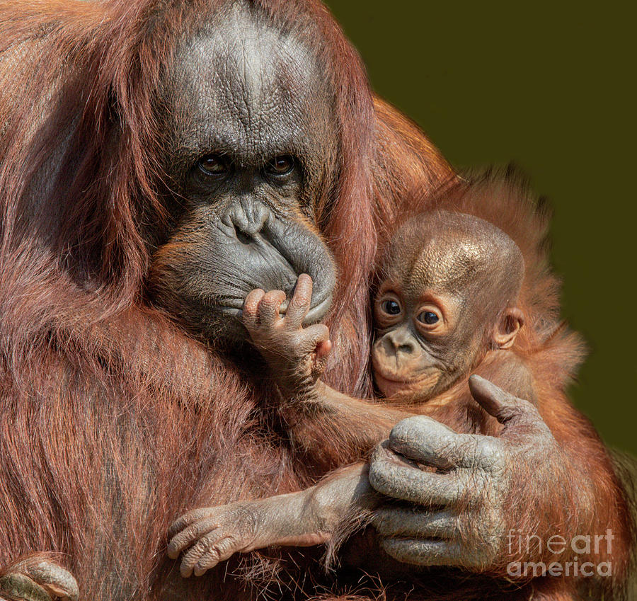 Orangutang Photograph by Judy Rogero