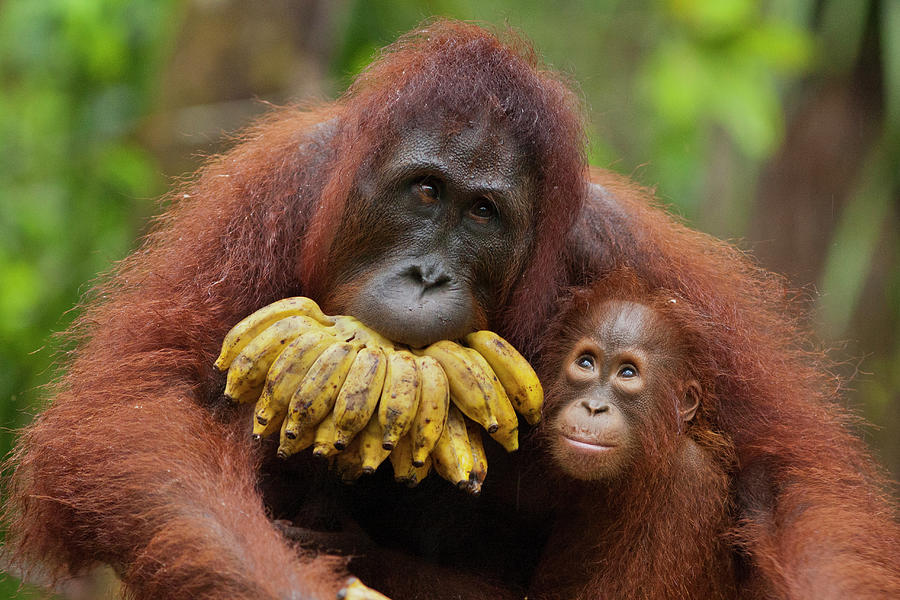 Orangutans And Bananas Photograph by Suzi Eszterhas