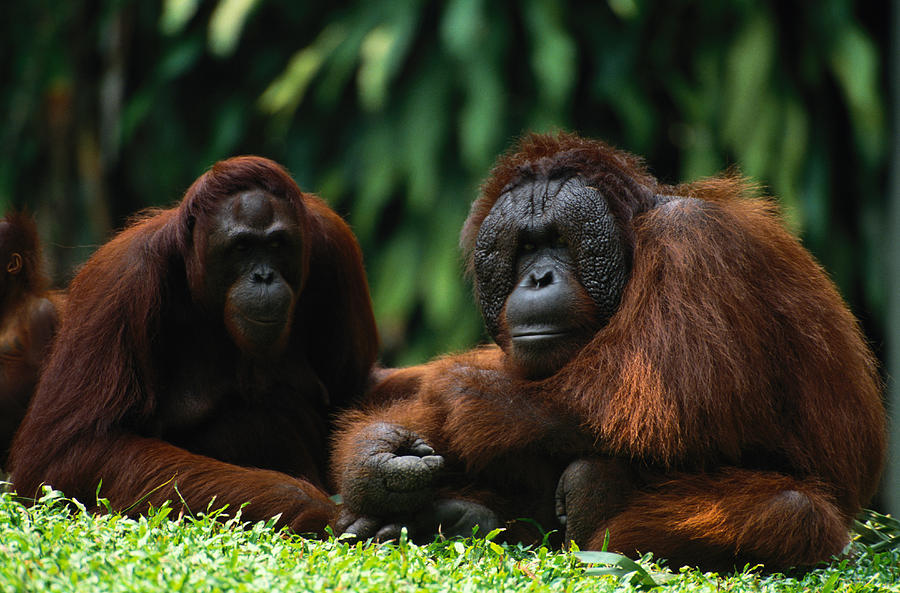 Orangutans Pongo Pygmaeus Photograph by Art Wolfe