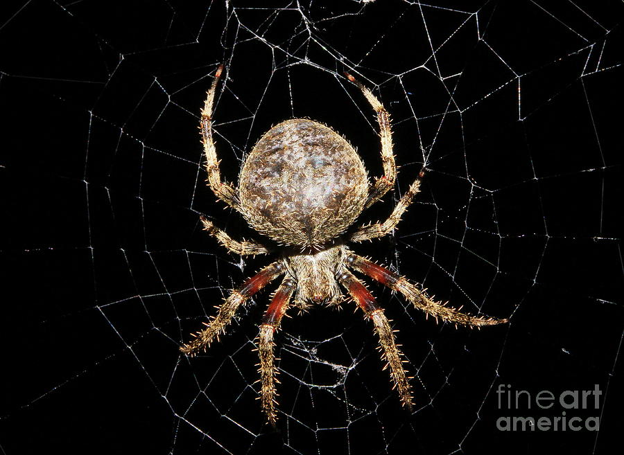 Orb Weaver 1 Photograph By Gail Huddle