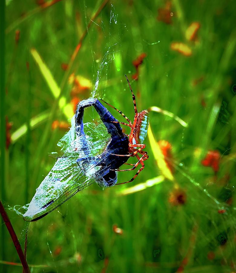 Orb Weaver  And Dragon Fly Photograph by Alida M Haslett