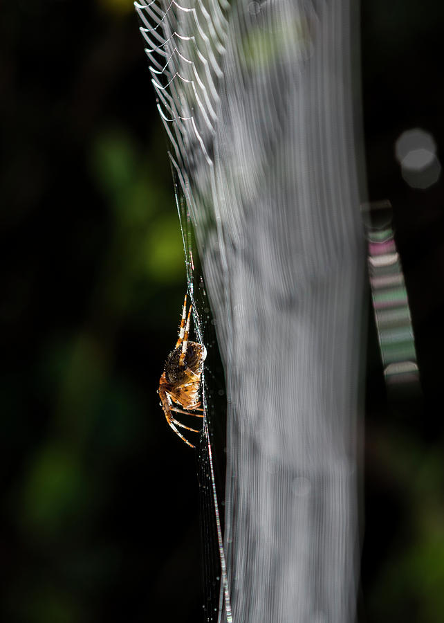 Orb Weaver and Sunlight Photograph by Robert Potts