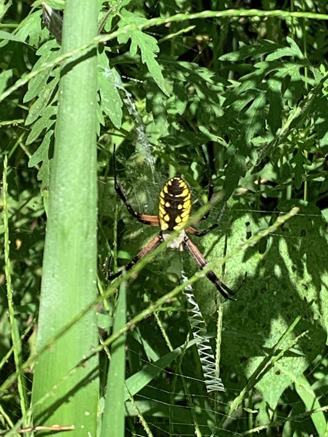 Orb weaver spider in the garden Photograph by Dennis Barnes | Fine Art ...