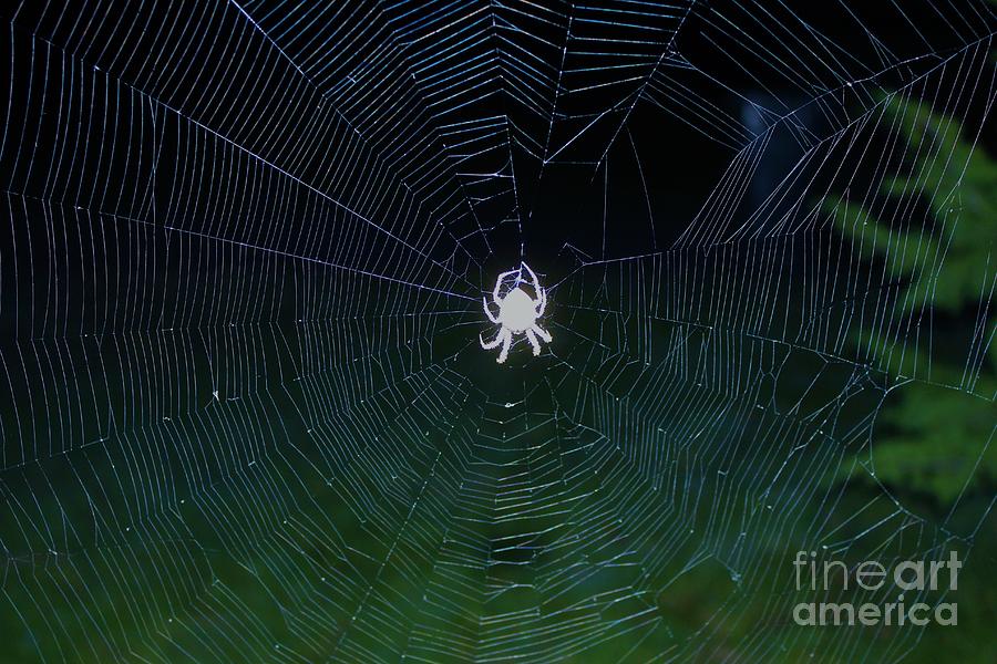 Orb Weaver Spider In The Web Digital Art By Robert D Brozek | Fine Art ...