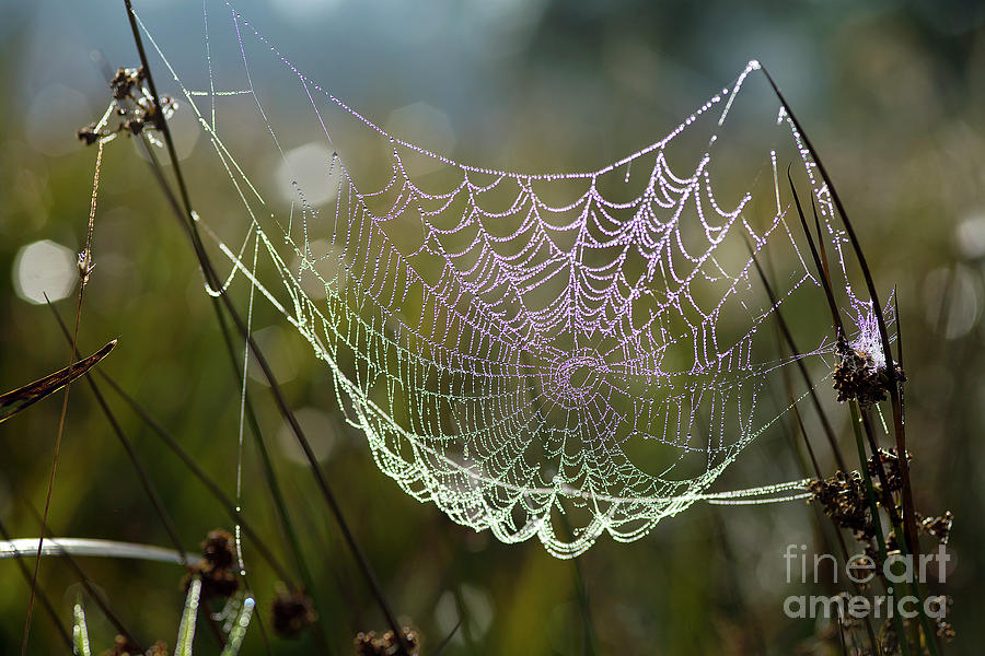 Orb-weaver Spider Webs Photograph by Dr Keith Wheeler/science Photo Library