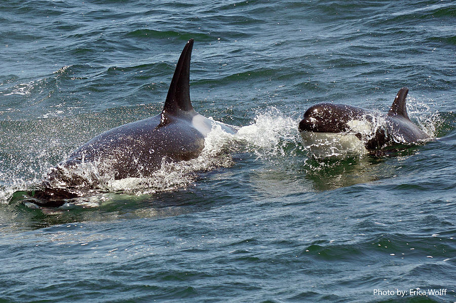 Orca and calf Photograph by Erica Wolff - Fine Art America