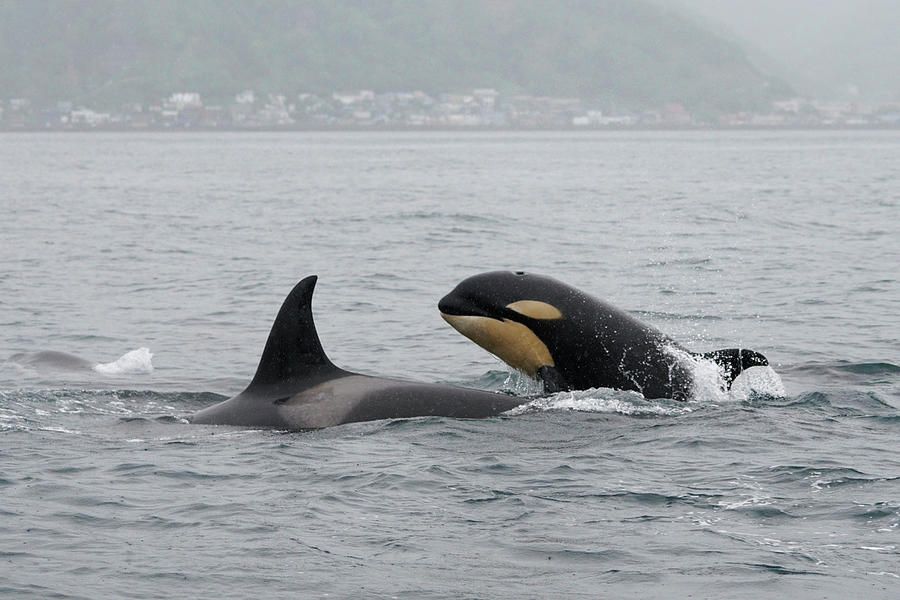 Orca And Calf Porpoising Photograph by Hiroya Minakuchi