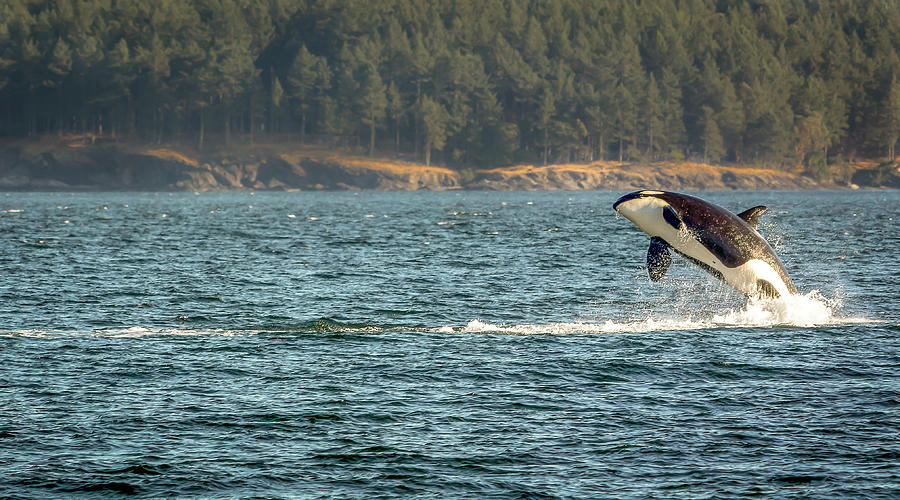 Orca Breach In Friday Harbor Photograph By Cindi Alvarado