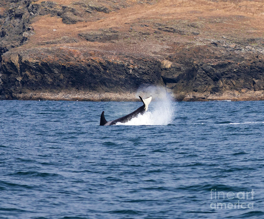 Orca Buck Photograph by Louise Magno