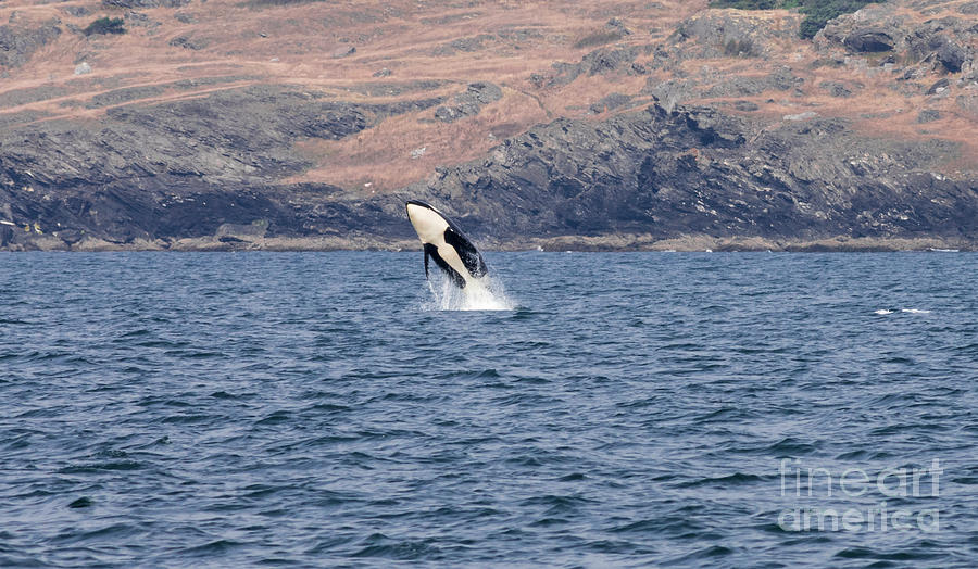 Orca Jump Photograph by Louise Magno