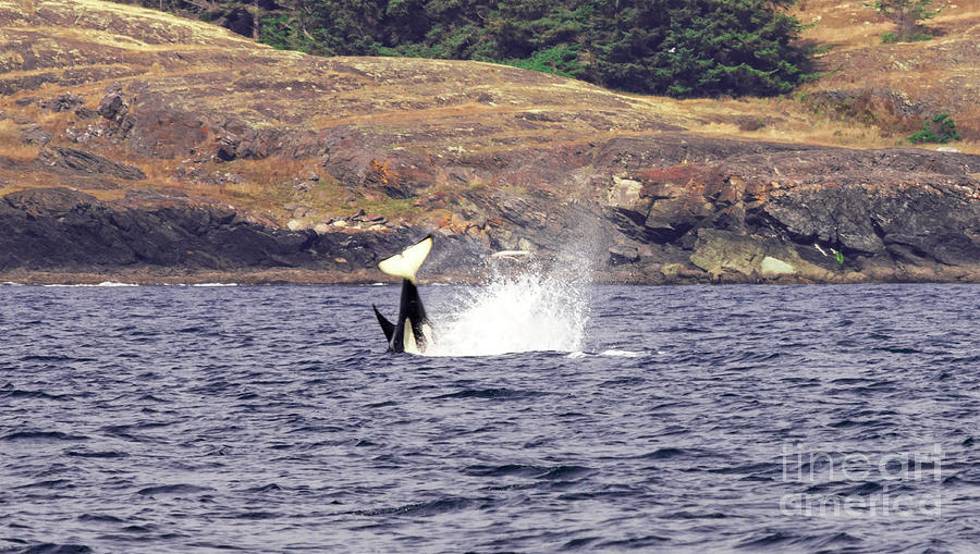 Orca Dive Photograph by Louise Magno
