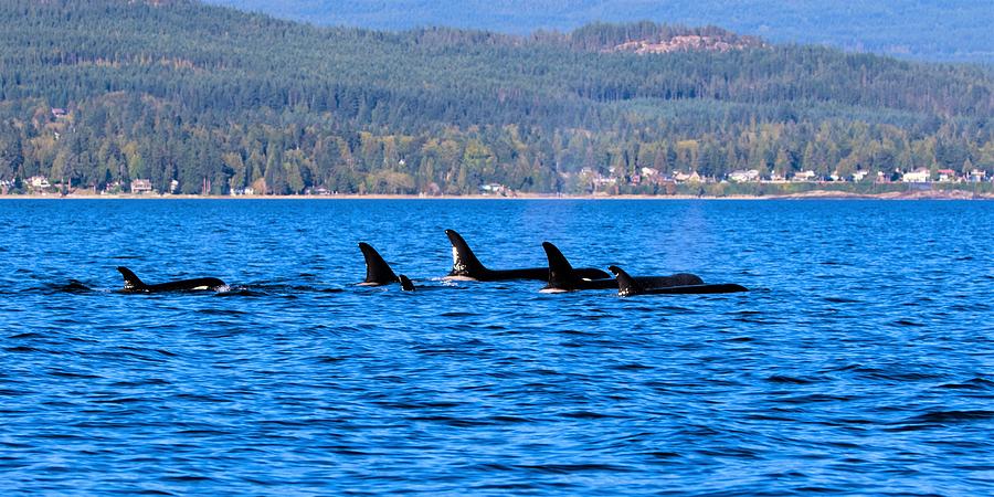 Orca Family Photograph by Michelle Pennell