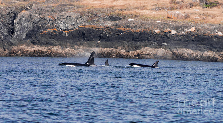 Orca J Pod Photograph by Louise Magno