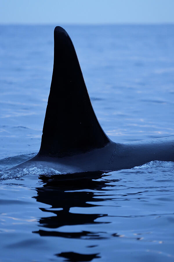 Orca / Killer Whale Dorsal Fin Above Surface, Senja, Troms Photograph ...