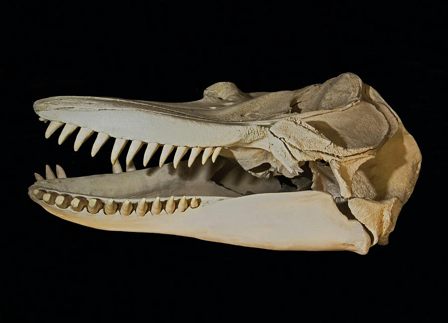 Orca Killer Whale Skull Photograph by Millard H. Sharp