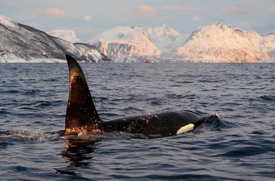 Orca Male Surfacing Norway Photograph by Hiroya Minakuchi