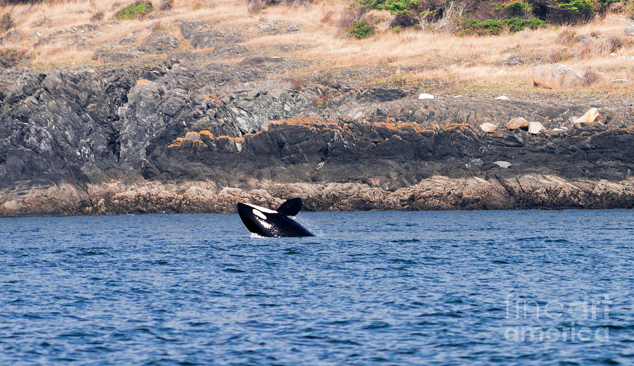 Orca Mini Burst Photograph by Louise Magno