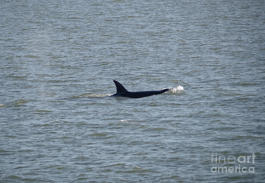 Orca on the move  Photograph by Jeff Swan