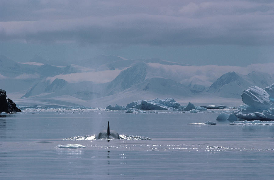Orca Orcinus Orca, Antarctica Photograph by Art Wolfe Orca Orcinus Orca, Antarctica Photograph by Art Wolfe