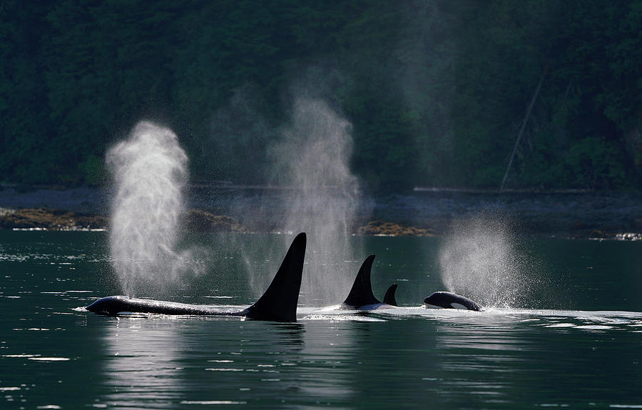 Orca Pod Surfacing And Spouting Photograph by Hiroya Minakuchi - Pixels