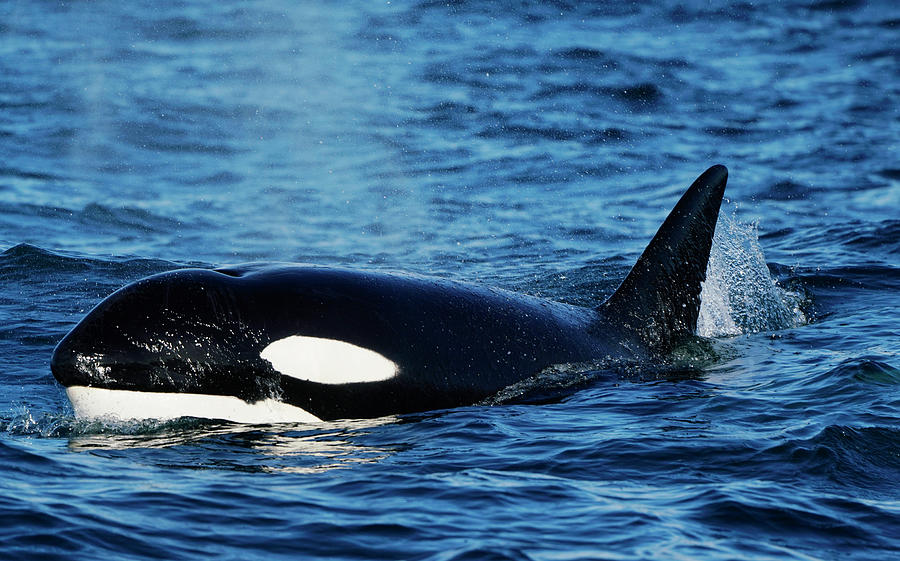 Orca Porpoising Monterey Bay Photograph by Hiroya Minakuchi