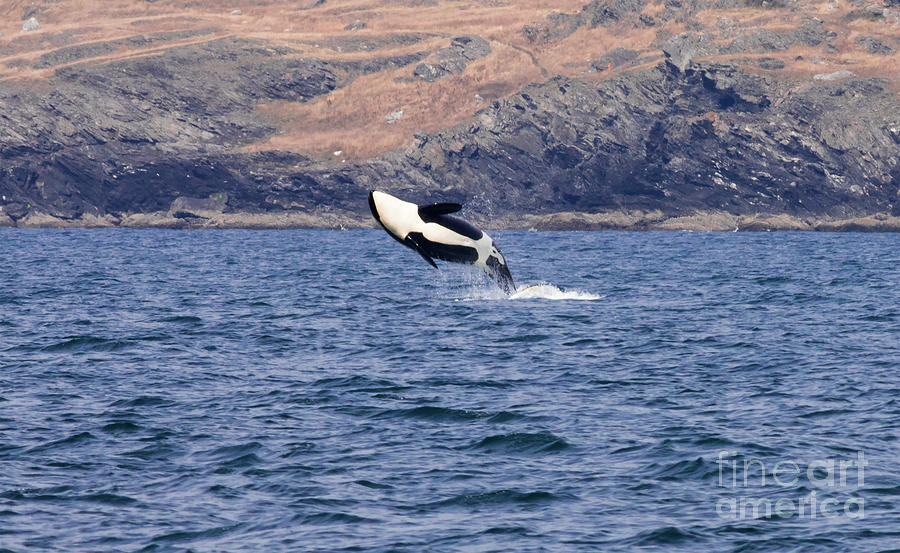 Orca Splash Down Photograph by Louise Magno