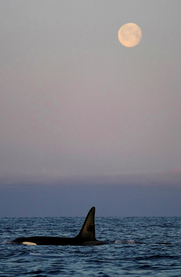 Orca Surfacing Under Moon Photograph by Hiroya Minakuchi