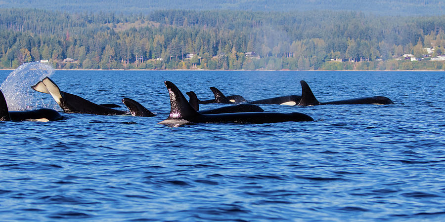 Orca wave Photograph by Michelle Pennell