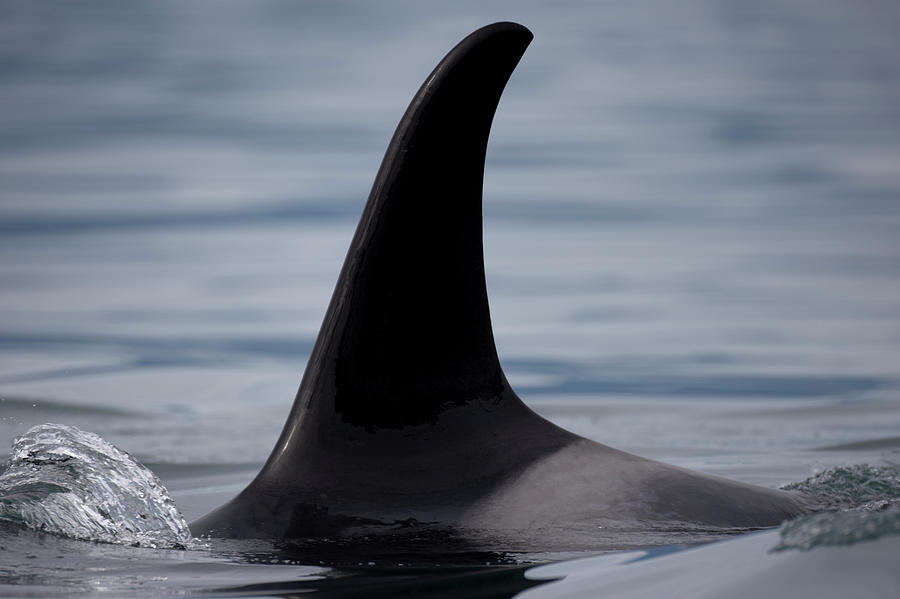 Orca Whale Fin, Alaska Photograph by Paul Souders