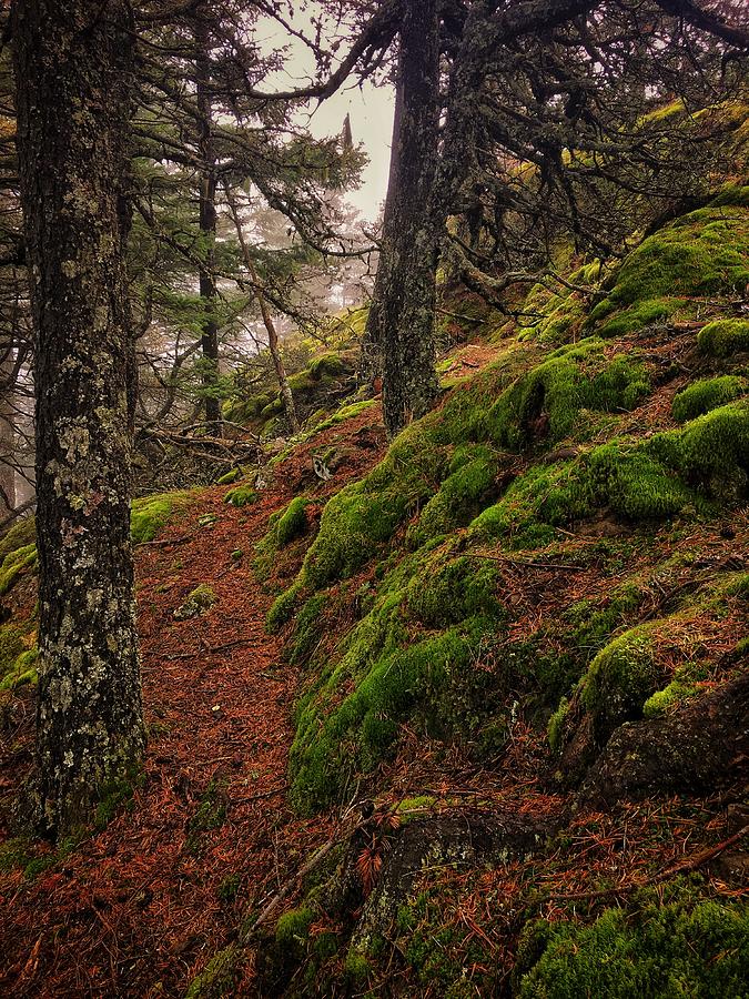 Orcas Hiking Trail Photograph by Jerry Abbott