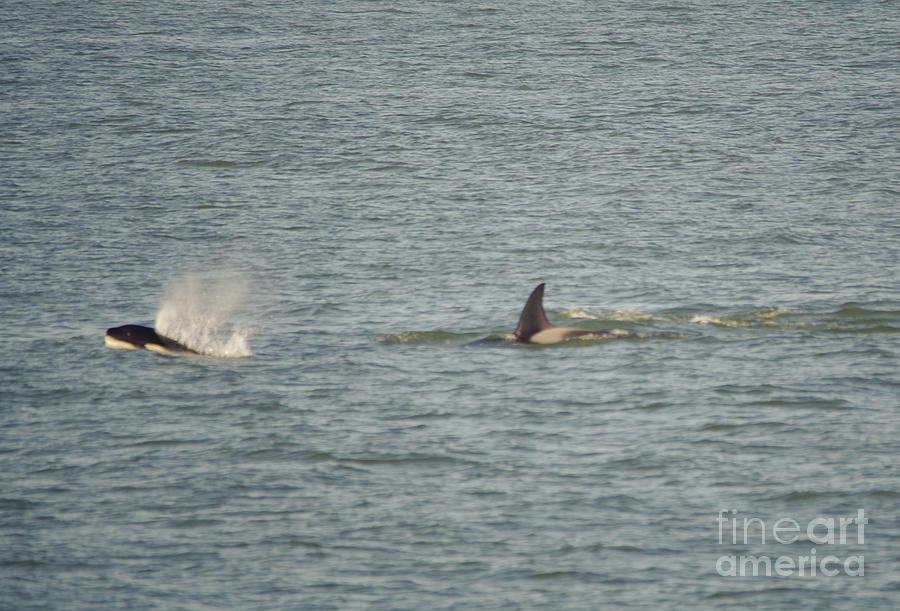 Orcas Photograph
