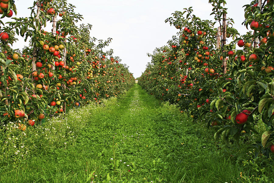Orchard  123 Photograph by Lya cattel