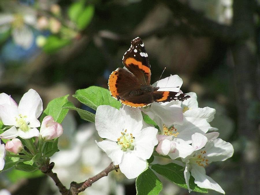 Spring Photograph - Orchard Butterfly by Brandy Nance