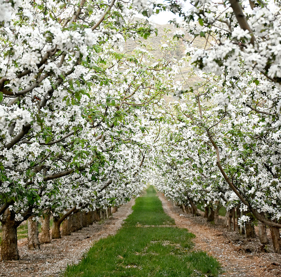 Orchard In Bloom Photograph