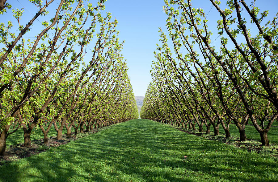Orchard In Spring Photograph by Wowstockfootage